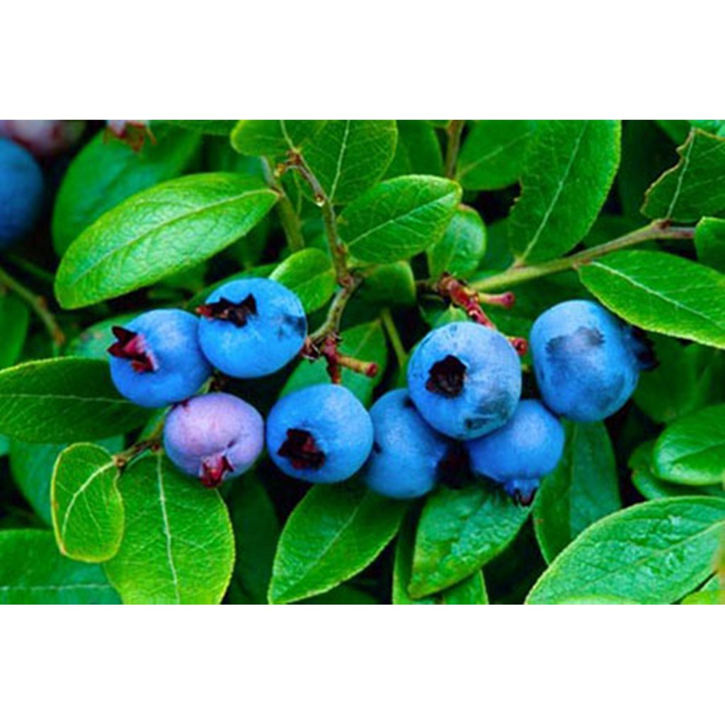 Hạt giống VIỆT QUẤT XANH (BLUEBERRY) F1 - Gói 10 hạt