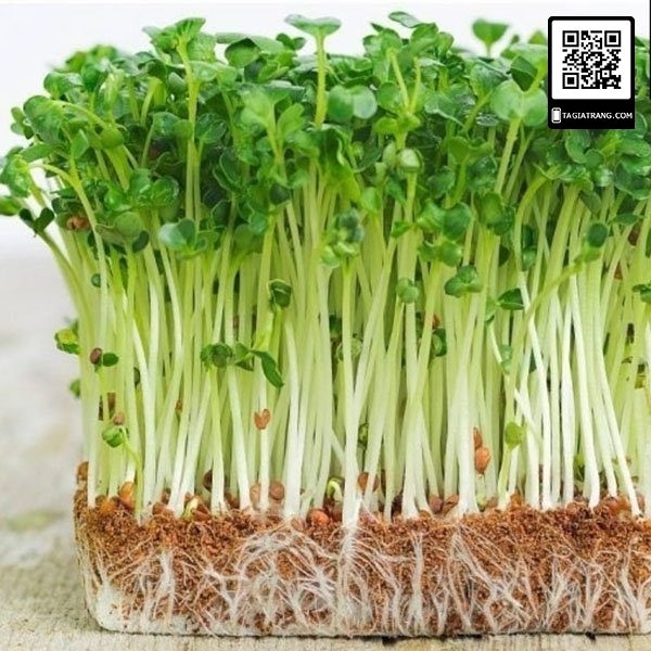 hạt giống Mầm rau muống