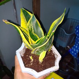 Cây lưỡi hổ thái