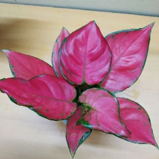 Cây Vạn Lộc đỏ
