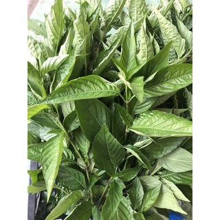 0,5kg lá cẩm tím tươi