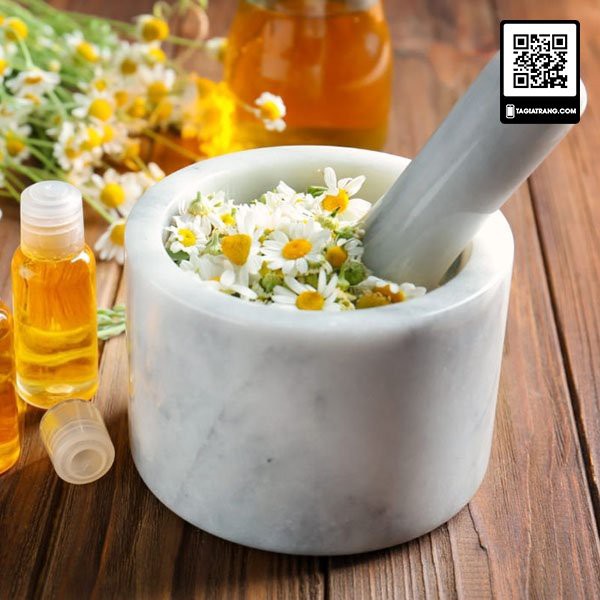 Hạt giống hoa cúc họa mi