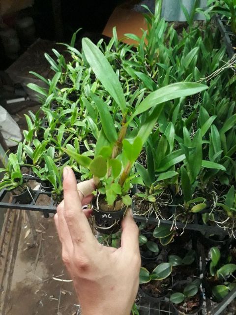 9 loại denro nắng