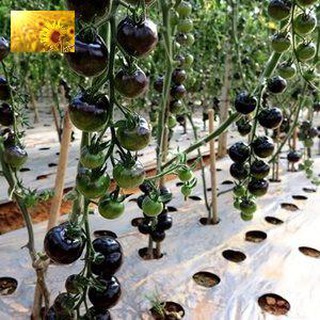 Hạt Giống Cà Chua Đen Siêu Quả (20 Hạt)