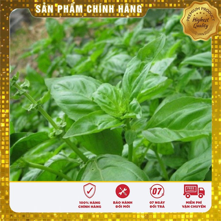 Hạt giống rau húng tây - 1gr