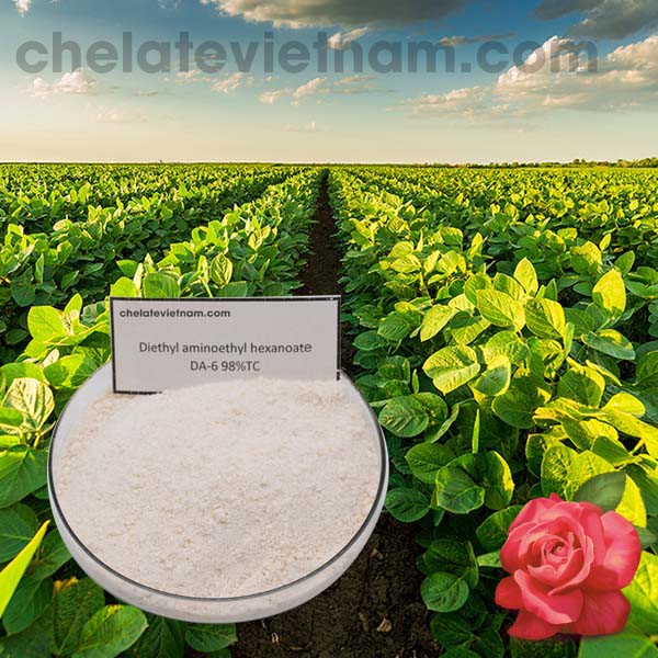 Cytokinin DA6 98%  gói 100gram