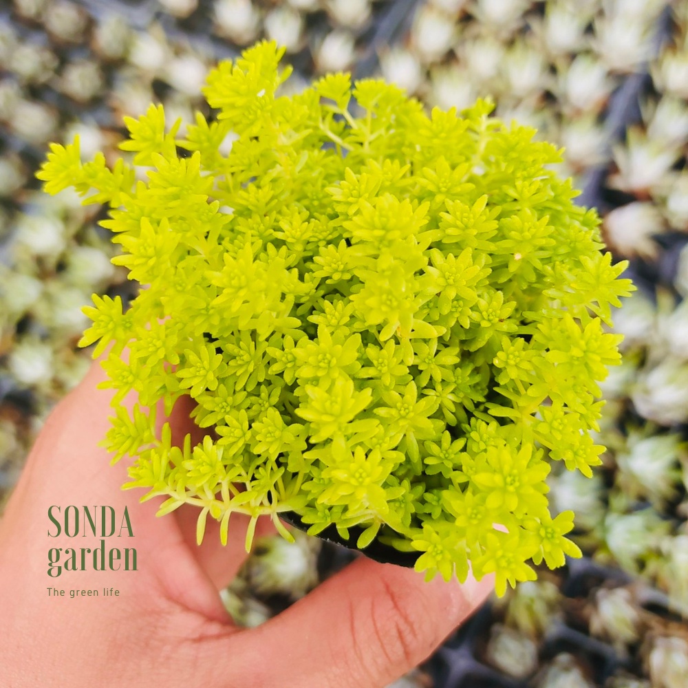 Sen đá cỏ sedum vàng SONDA GARDEN size bé 4-5cm, xuất xứ Đà Lạt, khoẻ đẹp, lỗi 1 đổi 1