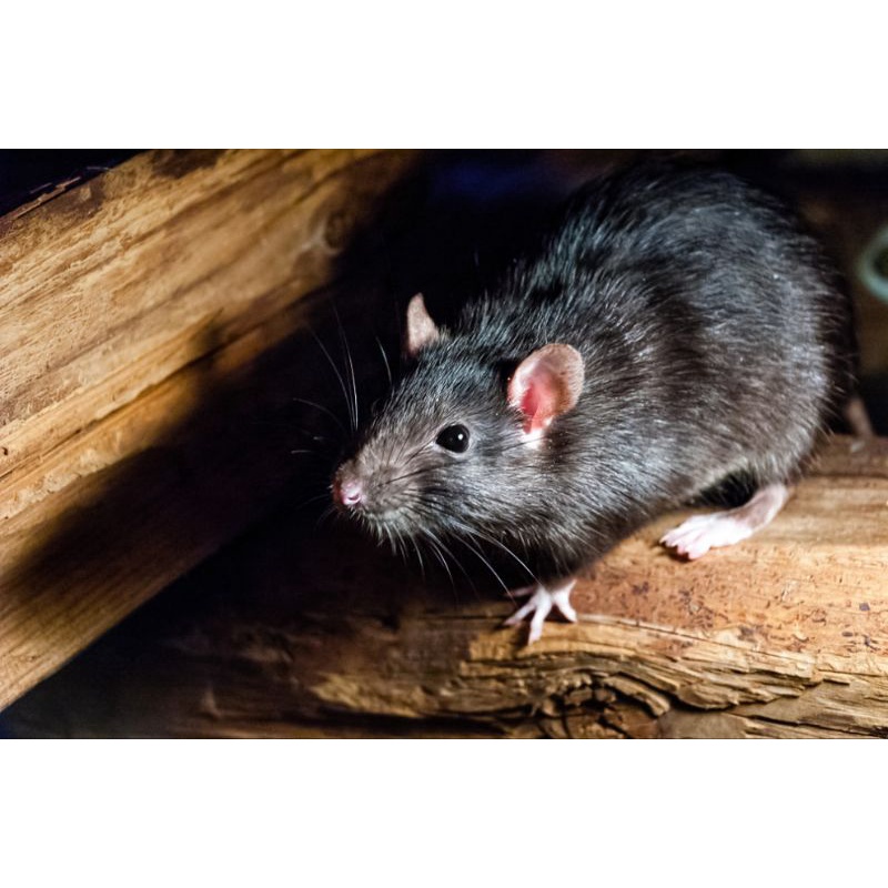 Chế phẩm diệt chuột Rasger 20DP 10g. Chuột chết trong hang sau 3-5 ngày