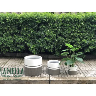 Cây giả - Cây Lá Mai Rùa