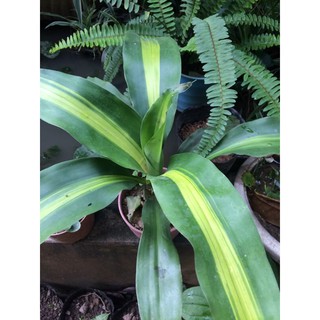 thiết mộc lan cây để bàn