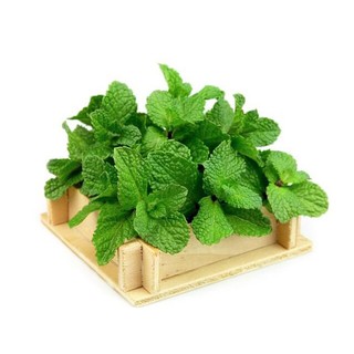 Tinh Dầu Bạc Hà  Eyun (Peppermint) lọ 10ml [ Chính Hãng]