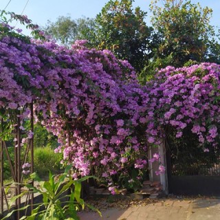 Cây hoa lan tỏi- Mùi hương xua đuổi rắn-Trang trí sân vườn- Decor-Phong thuỷ-Cây hoa kiểng Đồng Tháp