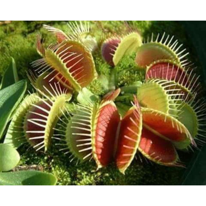 Hạt giống  cây bẫy kẹp ( tặng phân bón , kích mầm ) .