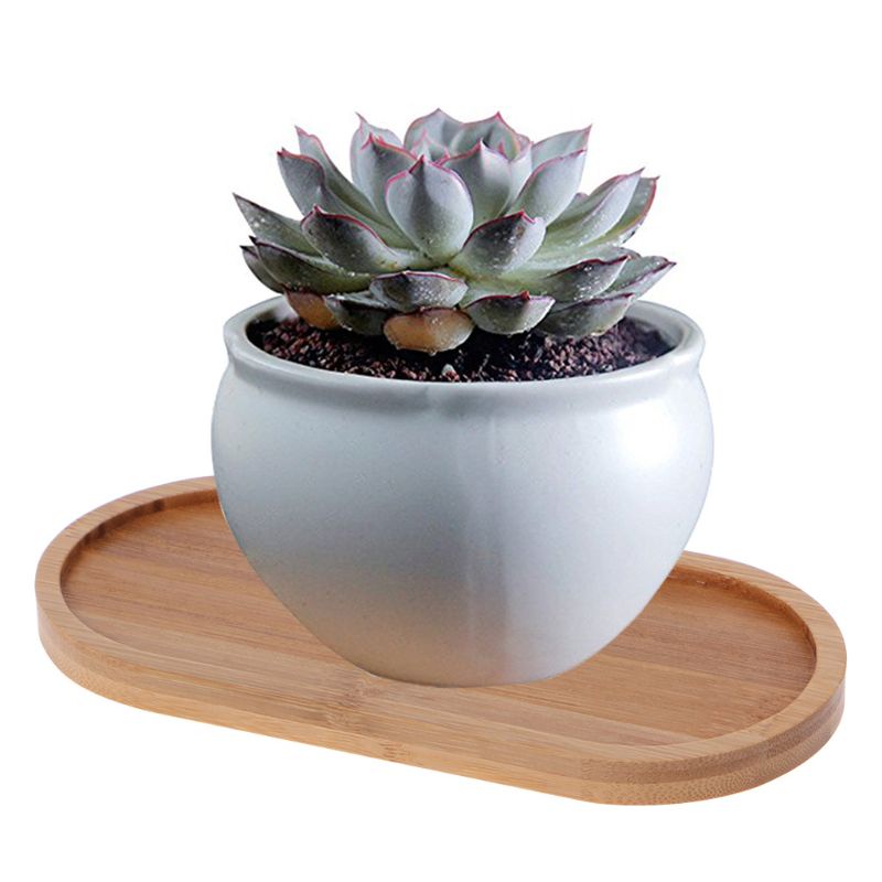 Khay Gỗ Tre Hình Oval Mini Dùng Trồng Cây Cảnh Tiện Dụng