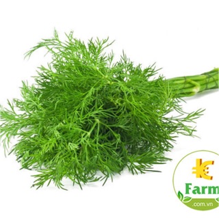 Hạt giống Thì là