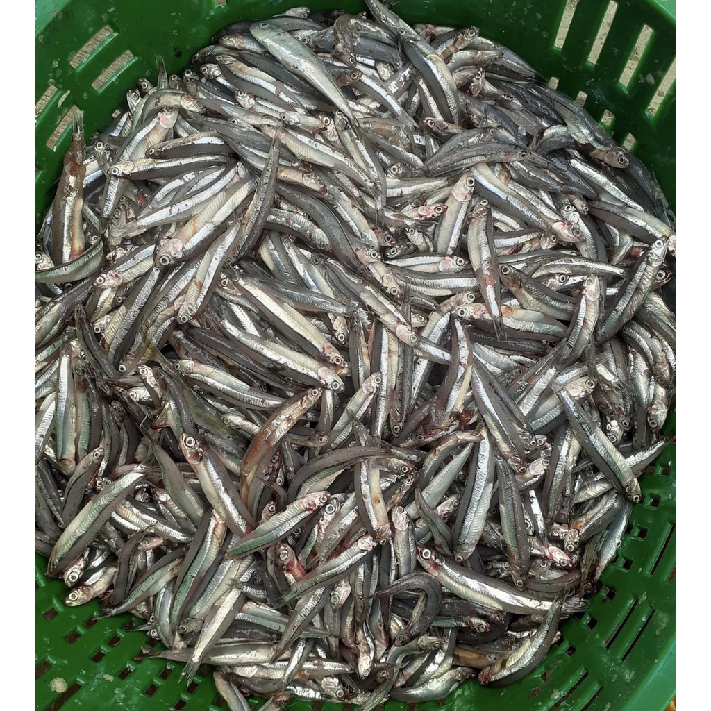 NƯỚC MẮM NHĨ CÁ CƠM 500ML