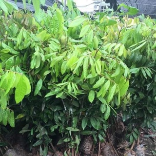 Cây giống nhãn Hưng yên