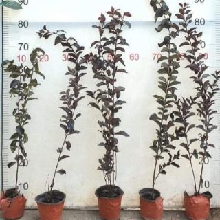 Tường vi đỏ Huyết Long