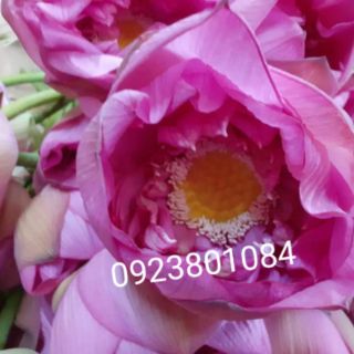 Chè sen Tây Hồ-Chè sen