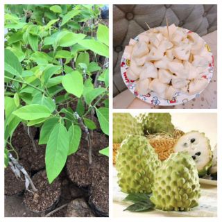 Cây na dứa Đài Loan