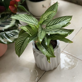 Đuôi công ( chậu nhựa)