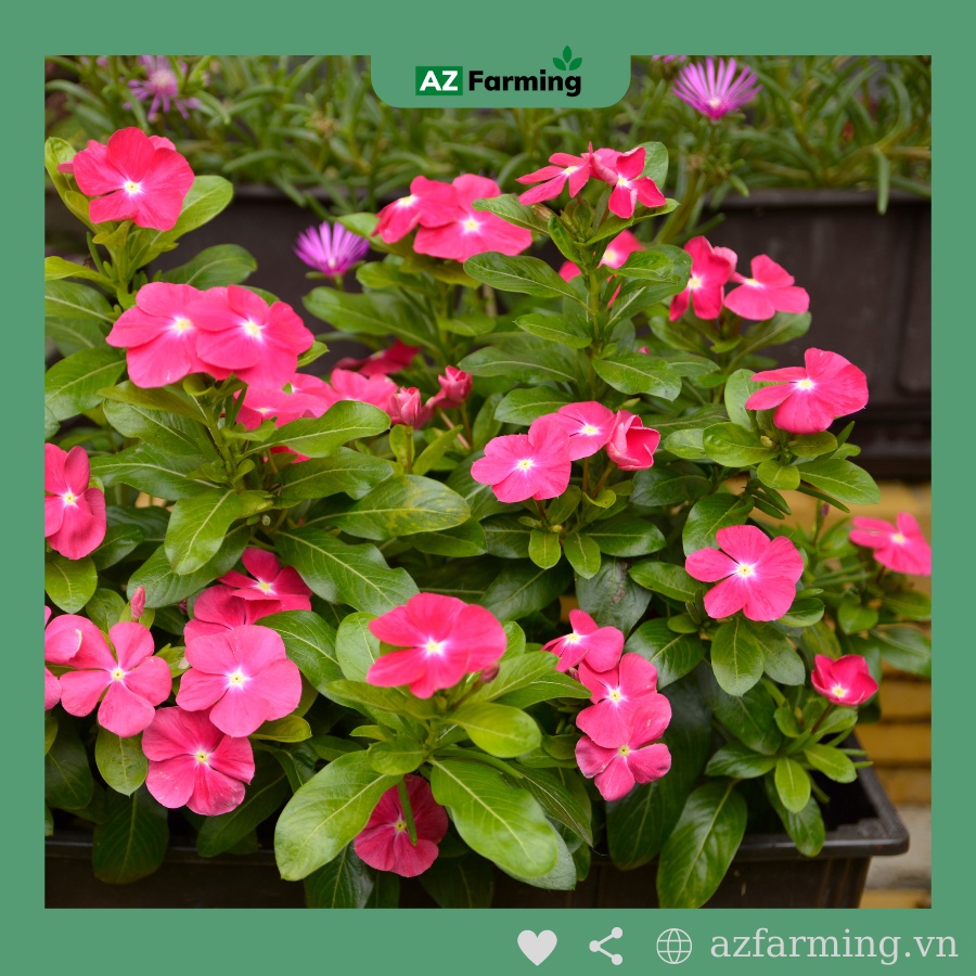 Hạt Giống Hoa Dừa Cạn Đứng Lùn - 100 Hạt - AZ Farming
