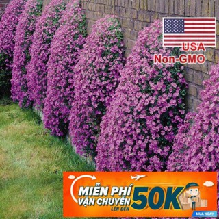50h Hạt Giống Hoa Leo Đá Lâu Năm Chịu Hạn Aubrieta (| B21*V15) PHÚ ĐIỀN