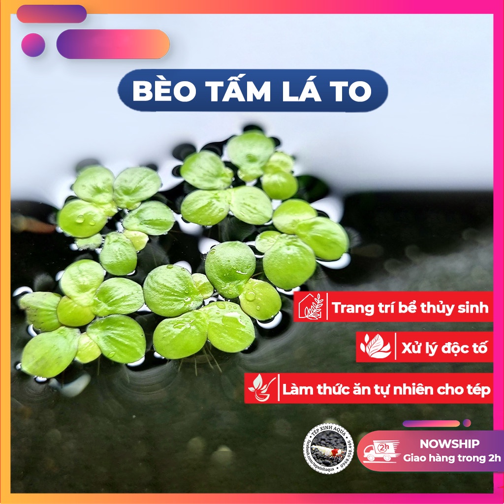 Bèo Thủy sinh - Bèo tấm - Size lá to tím