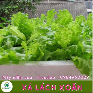 Hạt giống xà lách xoăn - 10g cao sản, RS 039