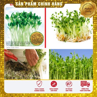 Hạt giống rau mầm cải thảo dược Methi