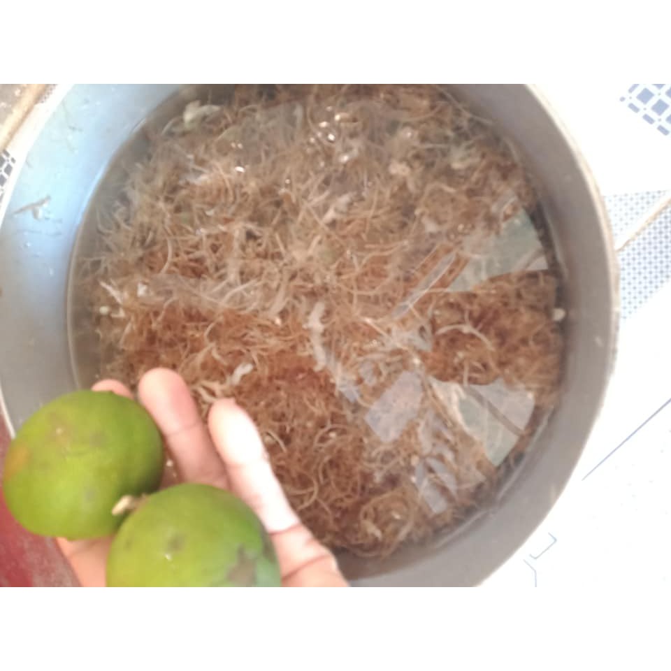 Rong biển nấu xu xoa lý sơn 100g