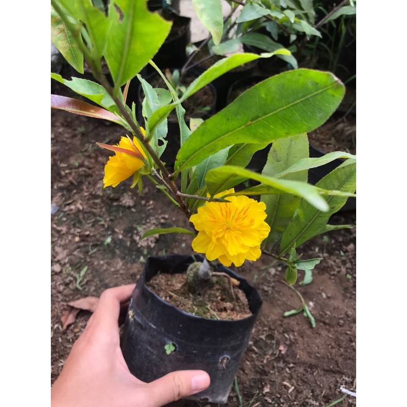 combo 2 mai cúc thọ hương