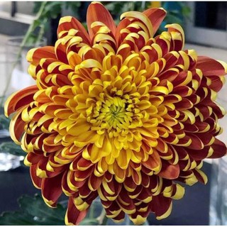 sét 5 cây cúc mẫu đơn nhật