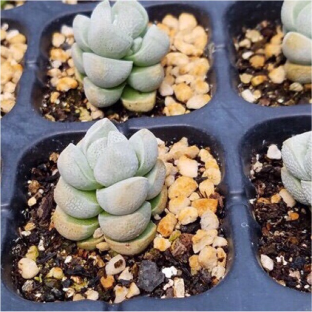 Cây 4 cạnh lá sần Crassula deceptor