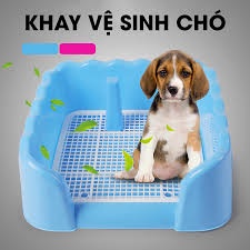 Khay vệ sinh cho chó 50x40x16cm tặng cọc