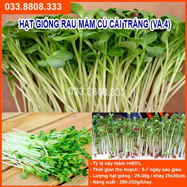 100G HẠT GIỐNG RAU MẦM CỦ CẢI TRẮNG - GIÀU DINH DƯỠNG