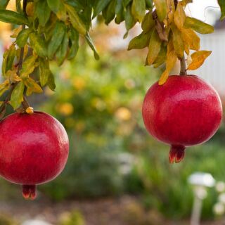 Hạt Giống Lựu Lùn (Dwarf Pomegranate Seeds)