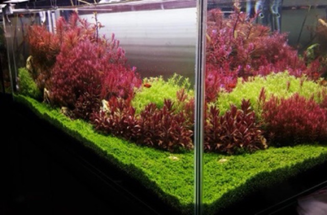 Bể cá thủy sinh phong cách Hà Lan
