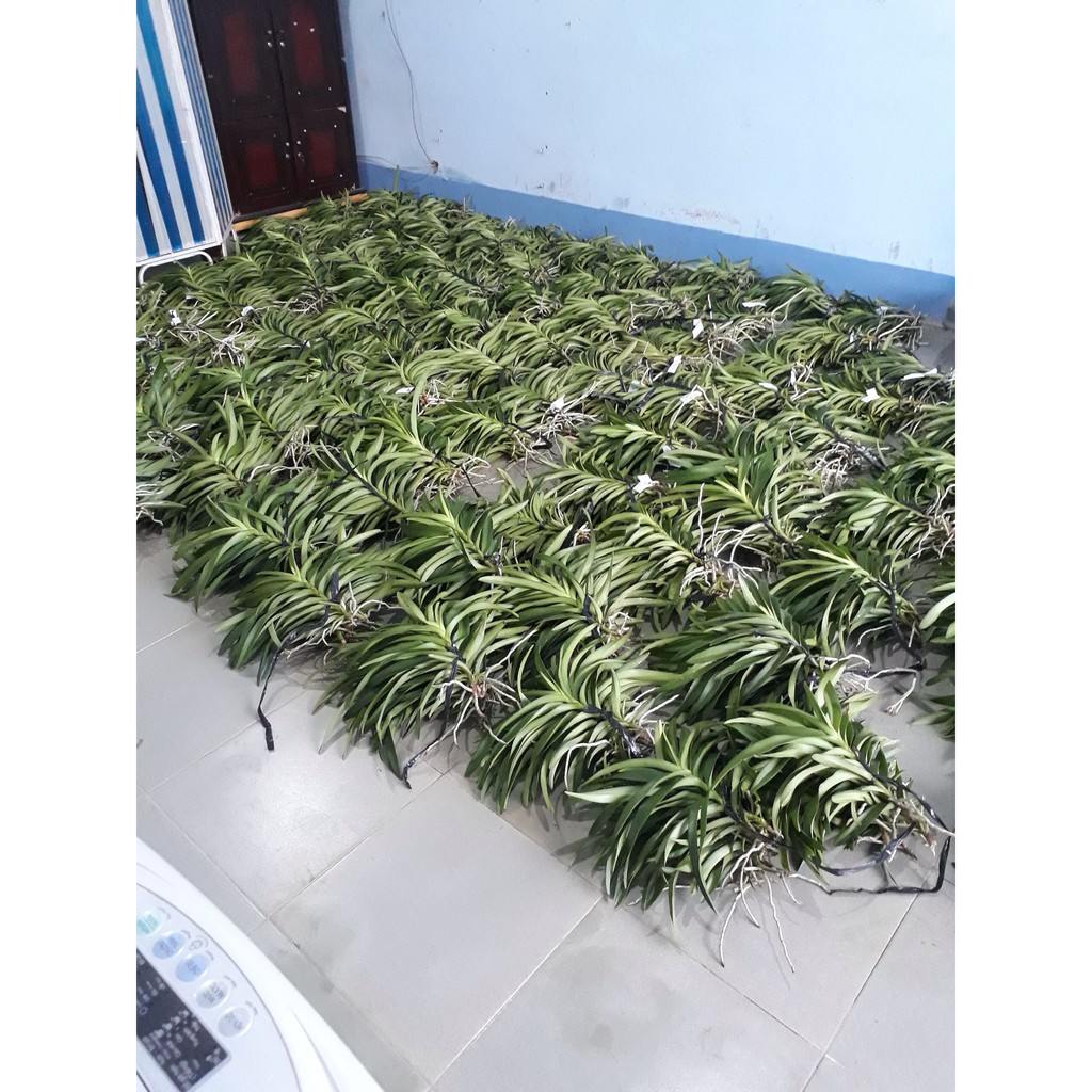 ComBo 5 Cây giống Hoa Lan Mokara Nhiều Màu  Đỏ,Vàng,Tím,Hồng,Trắng cây cao 20-30 cm