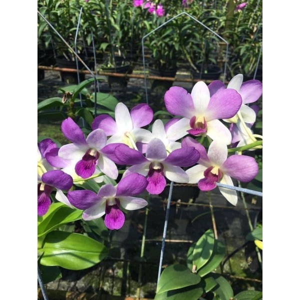 Lan denro tím Lavender lá mít sắp hoa