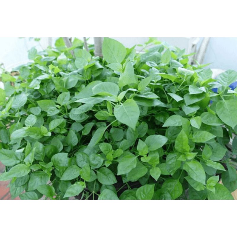 Rau ngót Nhật 50cây 30k