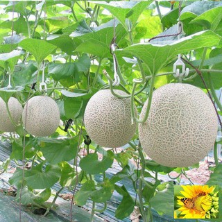 Hạt giống Dưa Lưới Tròn 10 Hạt