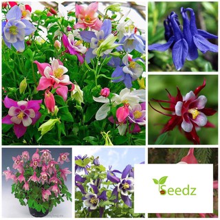 Gói 100 hạt giống cỏ bồ câu ( hoa lan chuông) VINMARK HẠT GIỐNG