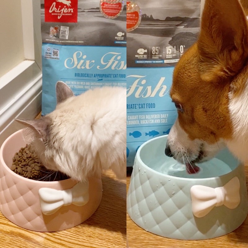 [Tặng súp thưởng ] Bát chén ăn hình nơ xanh hồng cho chó mèo thú cưng bát size to chất liệu nhựa chắc chắn