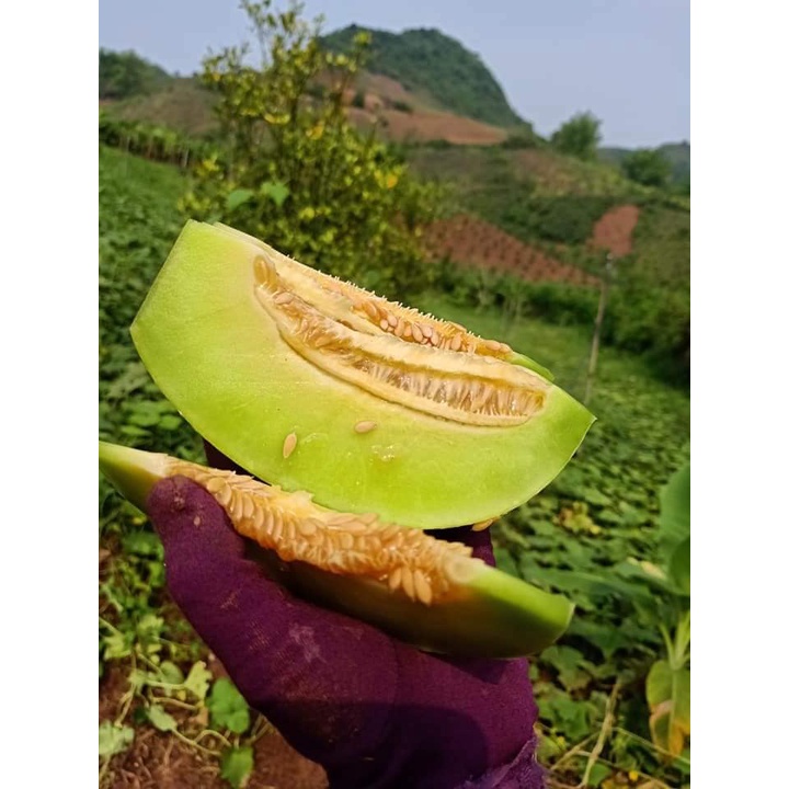 Hạt dưa chuột sọc vàng 34 hạt nảy mầm 99%