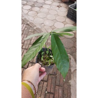 Hoa hoàng lan ( DẺ THƠM ) đẹp thơm quý hiếm - Số lượng có hạn