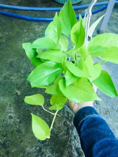 TRẦU BÀ THÁI VÀNG CHẬU TREO MINI
