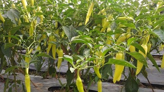 Hạt giống Ớt sừng vàng