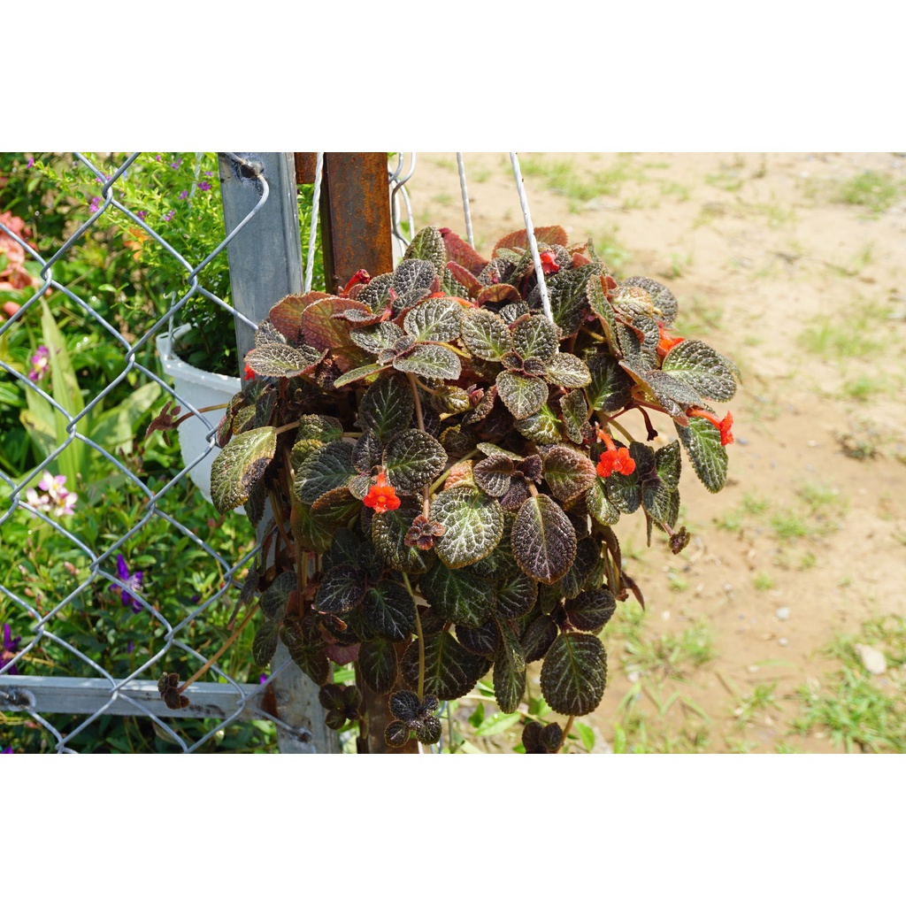 Cây Ấm Kiếm Chậu Treo - Episcia cupreata Hanst