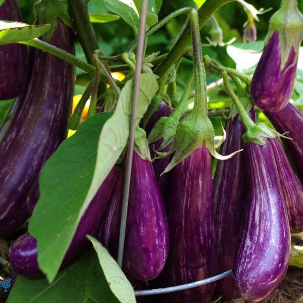 Hạt giống cà tím (tặng kèm phân)